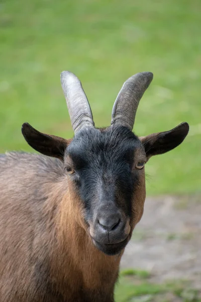 Closeup Shot Domestic Goat Brown Black Fur — Stock Photo, Image