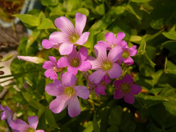 Plan Grand Angle Jolies Fleurs Oxalis Violette Bois Oseille Sur — Photo
