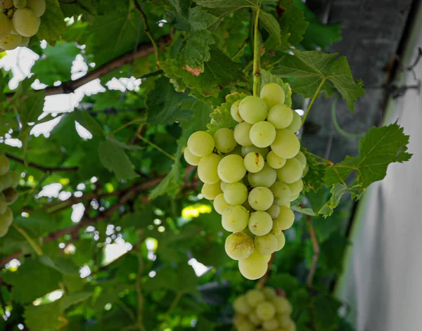 Zbliżenie Dojrzałych Winogron Białego Wina Rosnących Winorośli — Zdjęcie stockowe