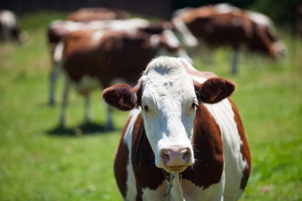 春にフランスでグリュイエールチーズ用の牛乳を生産する牛の群れ — ストック写真