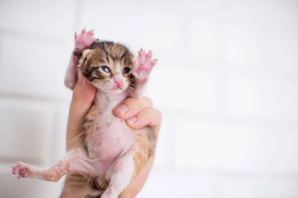 O gato fofo está brincando com uma bola de fios rosa. curioso gatinho  deitado em cima