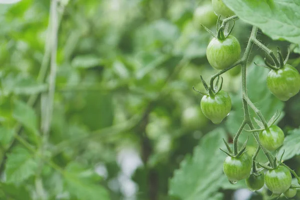 Selektiv Fokusbild Odling Tomater — Stockfoto