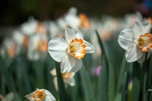 Grund Fokus Närbild Bild Vita Påsklilja Blommor Trädgård — Stockfoto