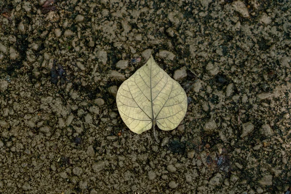 Une Vue Dessus Gros Plan Arrière Une Feuille Tombée Sur — Photo