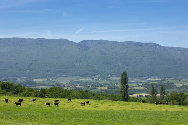 Troupeau Vaches Produisant Lait Pour Fromage Gruyere France Printemps — Photo