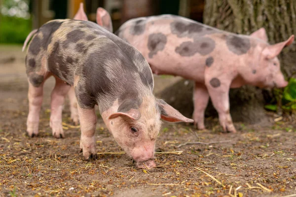 Nahaufnahme Von Drei Domestizierten Schweinen Auf Verschwommenem Hintergrund — Stockfoto