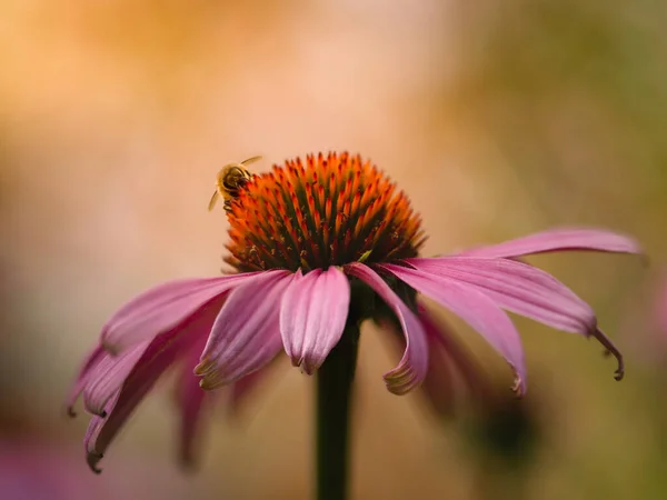 Gros Plan Échinacée Pourpre Bourdon Sur Fond Flou — Photo