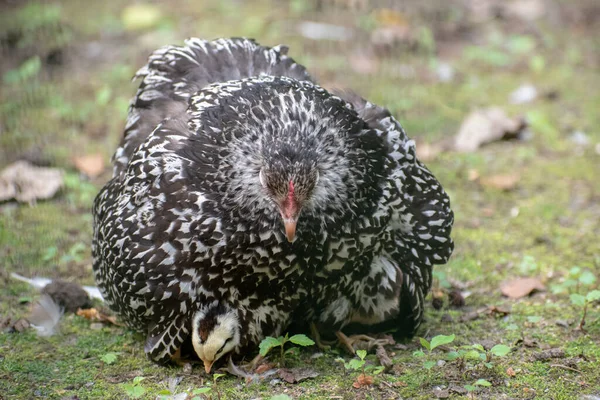Egy Nagy Anya Wyandotte Csirke Kiscsibék — Stock Fotó