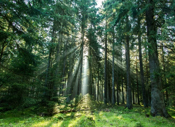 Yeşil Ormandaki Ağaçların Arasından Parlayan Güneşin Alçak Açılı Görüntüsü — Stok fotoğraf