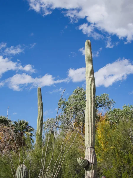 Plano Vertical Cactus Altos Con Fondo Nublado —  Fotos de Stock