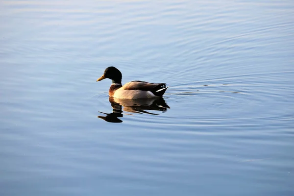 湖上的野鸭图片 — 图库照片