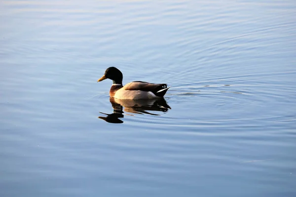 Μια Θέα Της Πάπιας Mallard Στη Λίμνη — Φωτογραφία Αρχείου