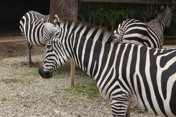 動物園の白と黒のストライプのかわいいシマウマ — ストック写真