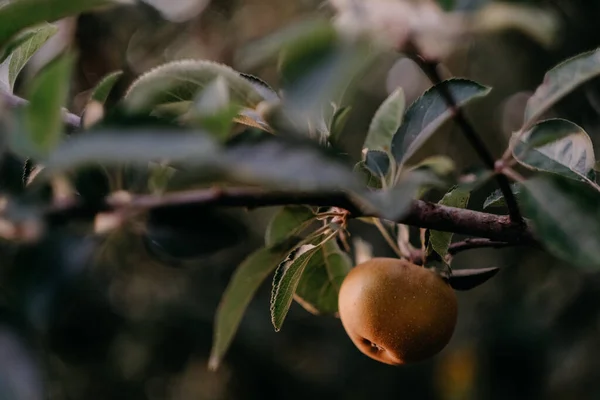 Selektiv Fokusbild Ett Moget Äpple Trädgren — Stockfoto