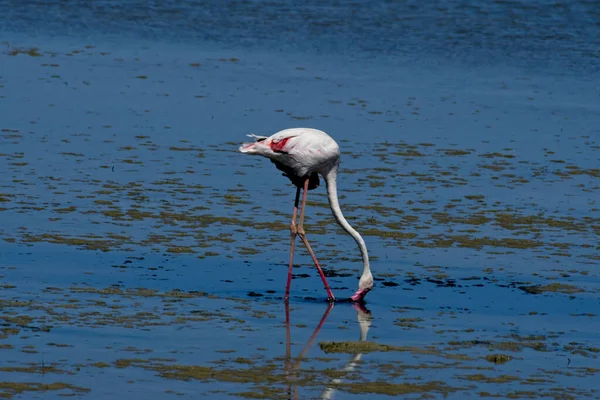 Zdjęcie Bliska Amerykańskiego Flamingo Pochylającego Się Przodu Aby Napić Się — Zdjęcie stockowe