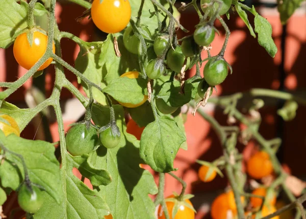 Tiro Close Saborosos Tomates Verdes Ramos — Fotografia de Stock