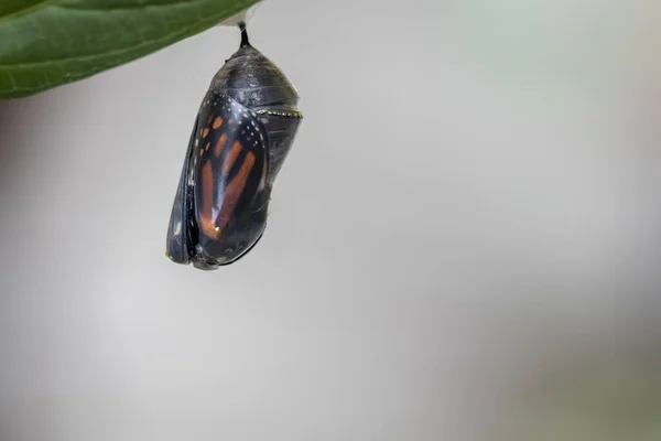 Gros Plan Beau Cocon Papillon Concept Métamorphose — Photo