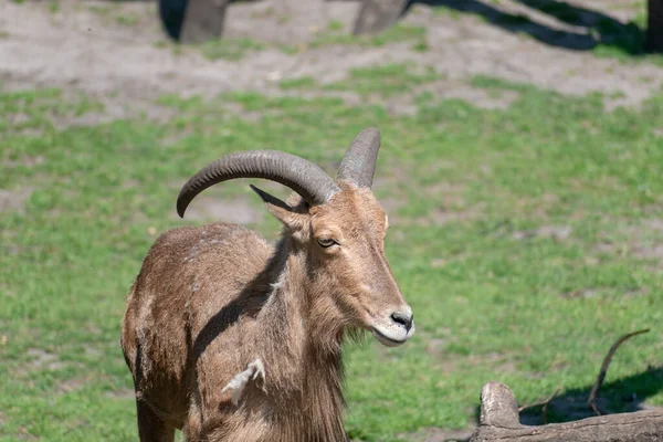 Closeup Shot Mountain Goat Blurred Background — Stock Photo, Image