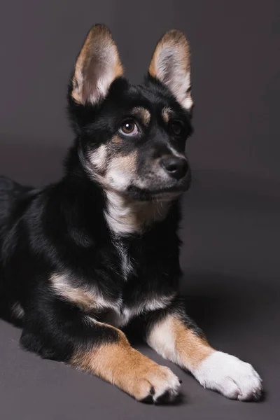 Tiro Vertical Perro Juguetón Mirando Lado — Foto de Stock