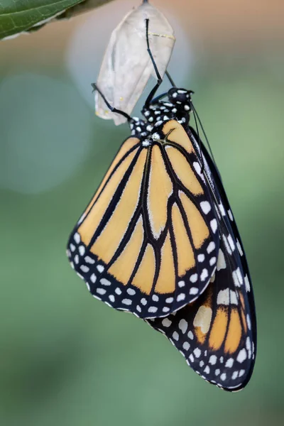 Primo Piano Una Bella Farfalla Concetto Metamorfosi — Foto Stock