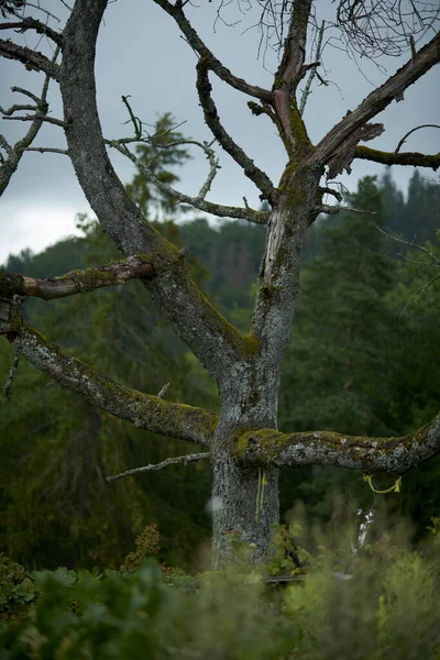 Eine Vertikale Aufnahme Eines Bemoosten Baumstammes Einem Wald Einem Düsteren — Stockfoto