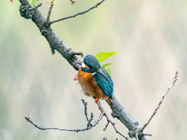 Nahaufnahme Eines Eisvogels Einem Japanischen Park Auf Verschwommenem Hintergrund — Stockfoto