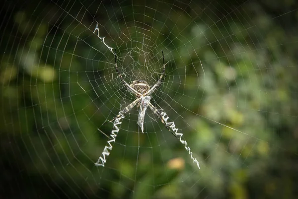 Une Mise Point Sélective Une Araignée Sur Net Dans Nature — Photo