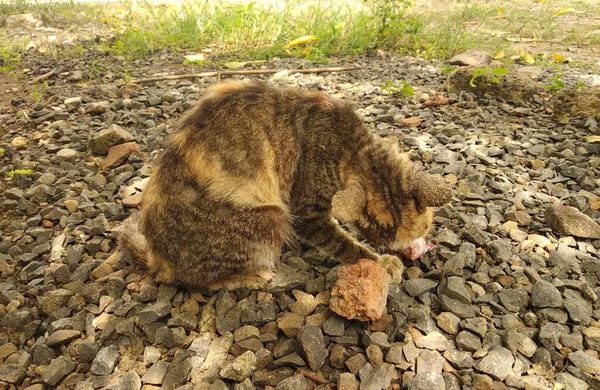 Närbild Hungrig Katt Som Äter Bit Kött — Stockfoto