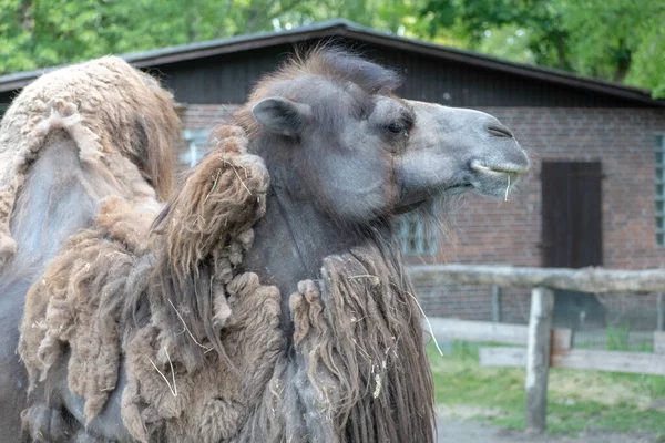Eine Selektive Fokusaufnahme Eines Braunen Kamels Das Gras Einem Zoo — Stockfoto