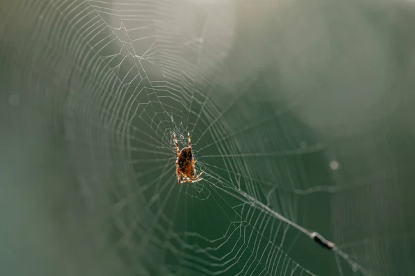 Makro Záběr Pavouka Webu Zeleném Pozadí — Stock fotografie