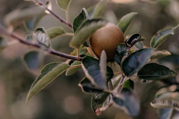 Primer Plano Una Manzana Una Rama Árbol — Foto de Stock