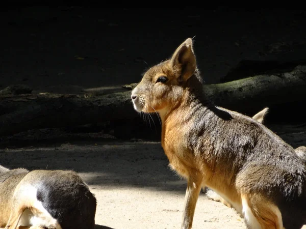 Een Close Shot Van Eekhoorn Het Park — Stockfoto