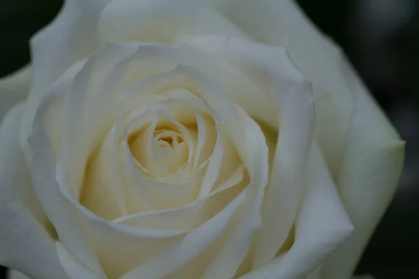 Een Close Shot Van Een Bloeiende Witte Roos — Stockfoto