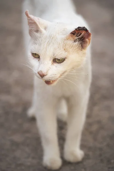 一只耳朵受伤的白色流浪猫 — 图库照片