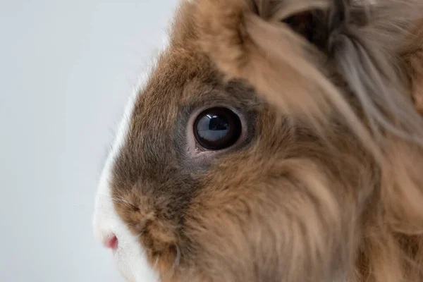 Nahaufnahme Eines Braunen Und Weißen Kaninchens — Stockfoto