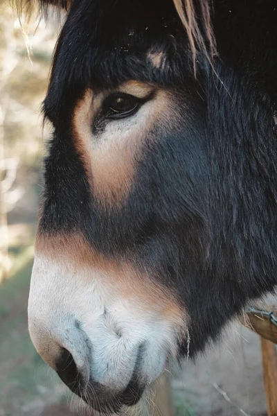 驴子脸在田野里的一个直立面 — 图库照片