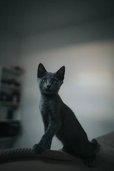 Retrato Vertical Gatinho Cinza Adorável Curiosamente Olhando Para Câmera — Fotografia de Stock