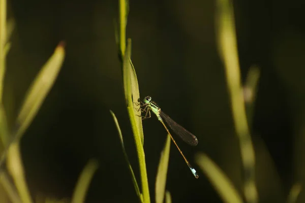 Primer Plano Una Libélula Sobre Plantas Verdes Con Fondo Borroso — Foto de Stock