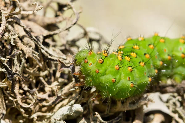 Ett Makro Närbild Skott Larven Saturnia Pavonia Även Känd Som — Stockfoto