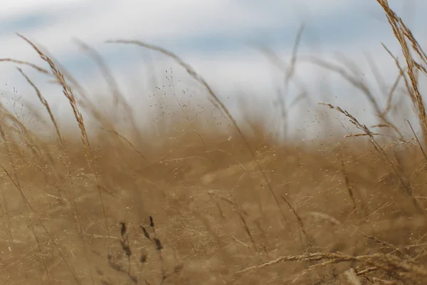 Tiro Enfoque Poco Profundo Campo Hierba Seca Día Otoño — Foto de Stock