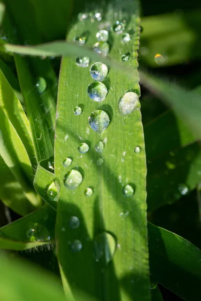 Enfoque Selectivo Vertical Hojas Verdes Con Gotas Agua — Foto de Stock