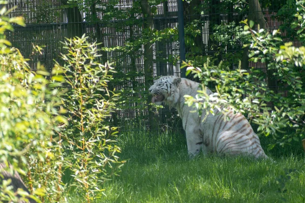 Uma Vista Tigre Branco Zoológico — Fotografia de Stock