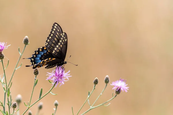Krásný Selektivní Záběr Černého Vlaštovčího Motýla Opylujícího Fialový Bodlákový Květ — Stock fotografie
