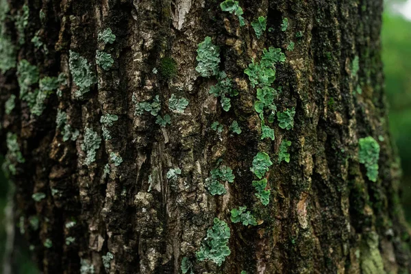 Ένα Κοντινό Πλάνο Βρύα Ένα Φλοιό Δέντρου — Φωτογραφία Αρχείου