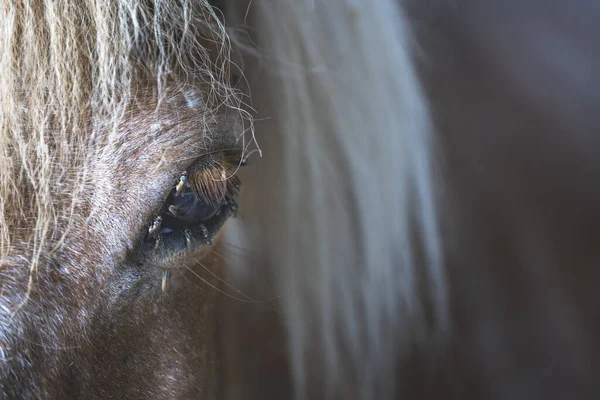 Een Close Van Vliegen Rond Het Bruine Pony Oog — Stockfoto