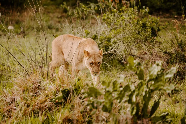 Tiro Fascinante Tigre Pie Sobre Hierba Mirando Hacia Adelante —  Fotos de Stock