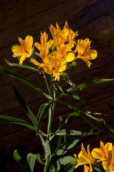 Tiro Vertical Flores Silvestres Amarelas Florescendo Amancay — Fotografia de Stock