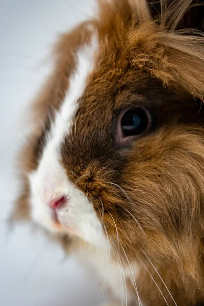 Eine Vertikale Nahaufnahme Eines Flauschigen Kaninchens — Stockfoto