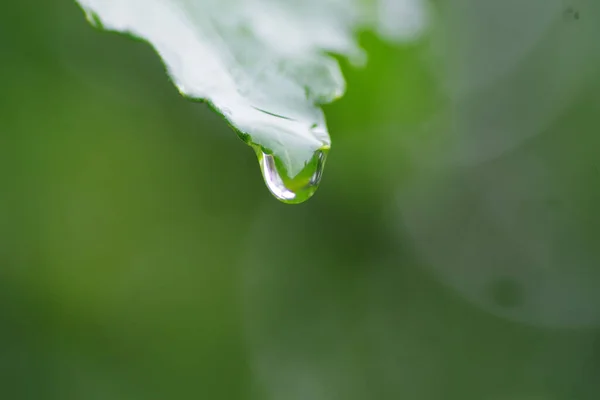 Een Close Opname Van Een Enkele Waterdruppel Hangend Aan Een — Stockfoto