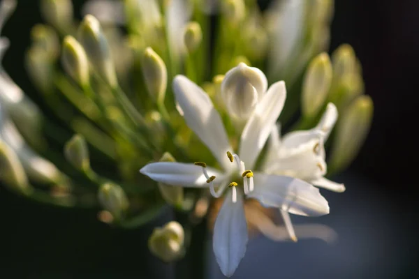 Szelektív Fókusz Lövés Rügy Fehér Agapanthus Napsütésben — Stock Fotó